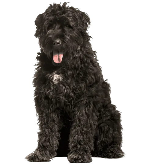 Bouvier des Flandres
