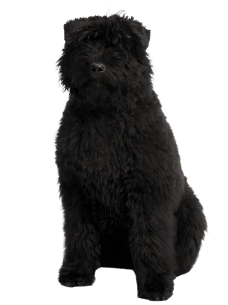 Bouvier des Flandres