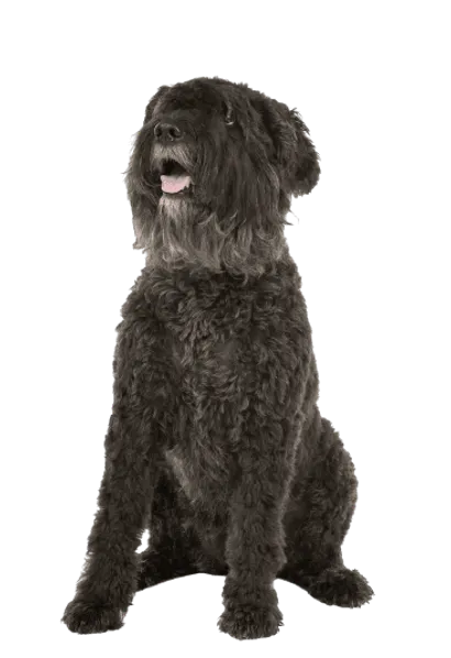 Bouvier des Flandres