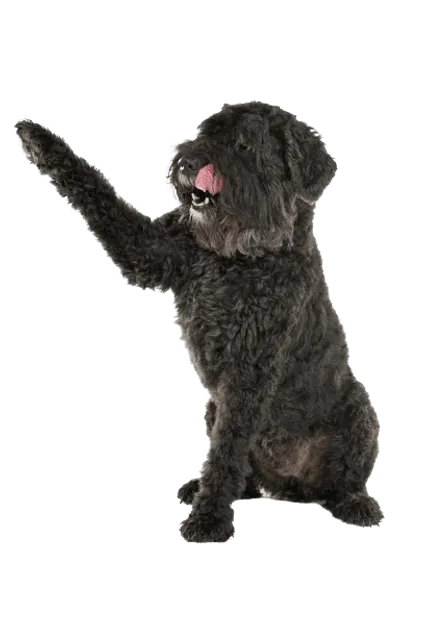 Bouvier des Flandres