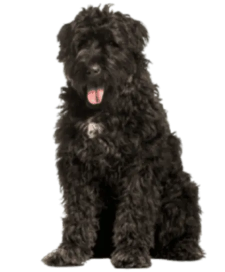 Bouvier des Flandres