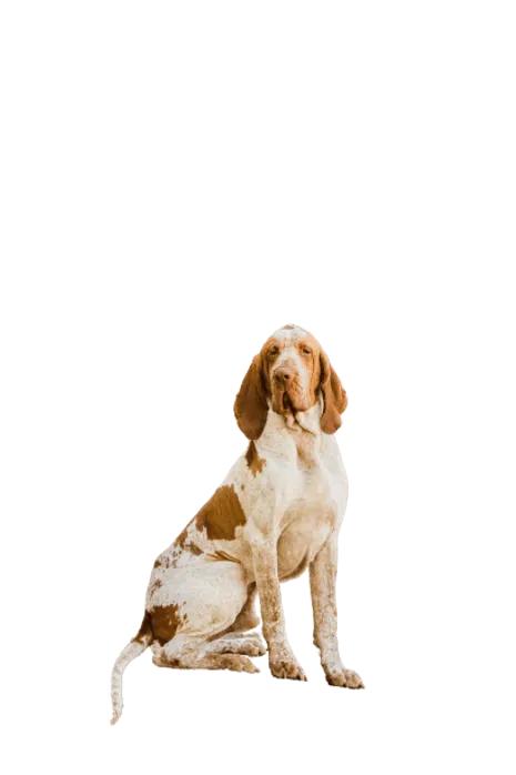 Bracco Italiano (6)