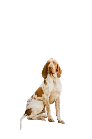 Bracco Italiano (6)