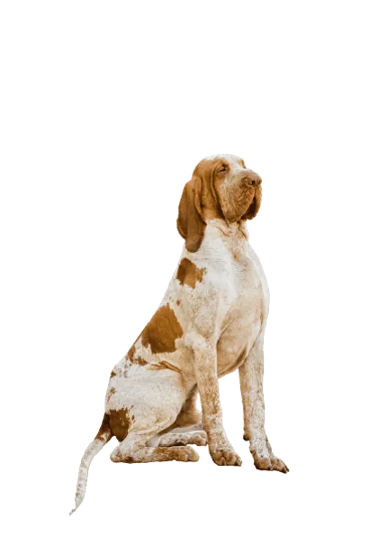 Bracco Italiano (2)