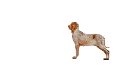 Bracco Italiano (5)