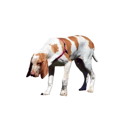 Bracco Italiano (3)