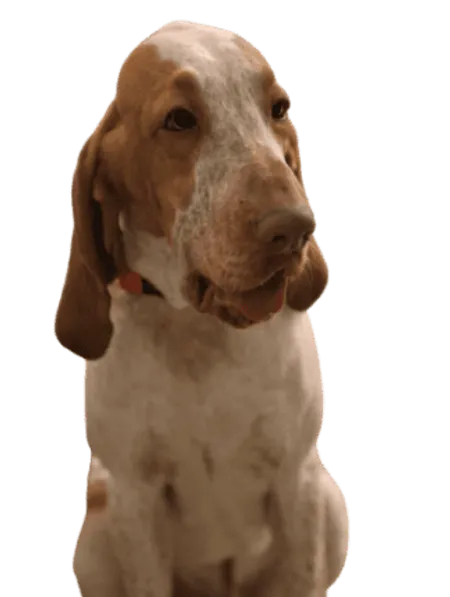 Bracco Italiano