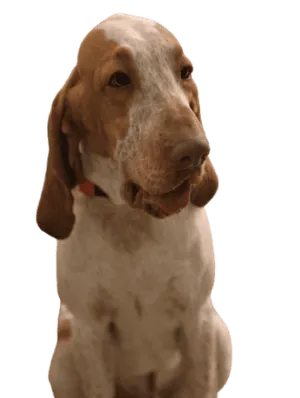 Bracco Italiano