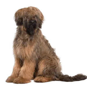Briard (5)