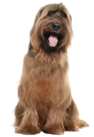 Briard (7)