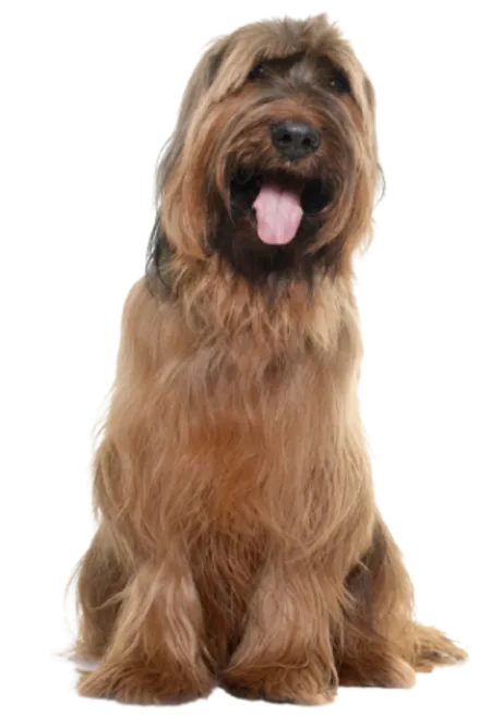 Briard (7)