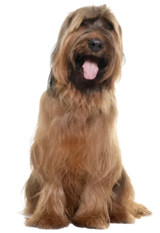 Briard (7)