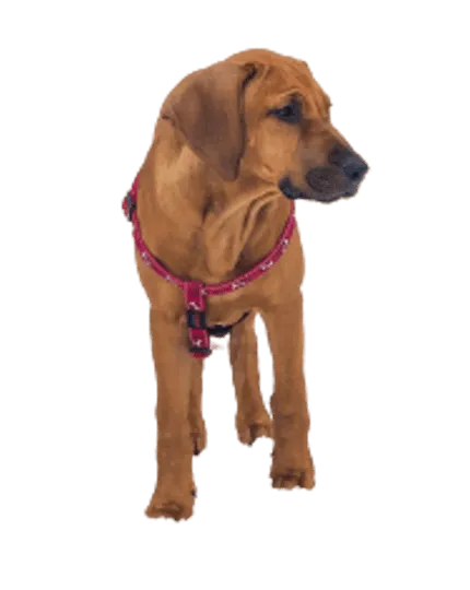 Broholmer puppy