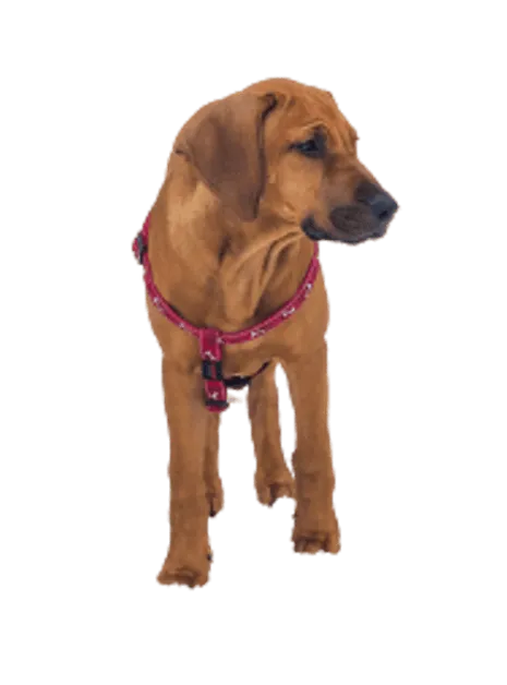 Broholmer puppy