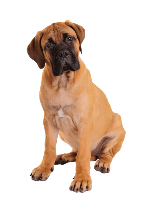 Bullmastiff