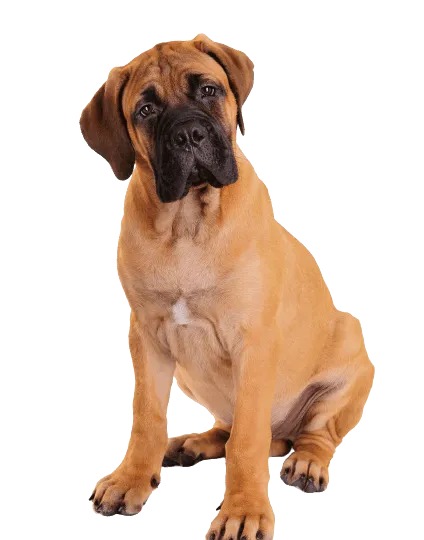 Bullmastiff