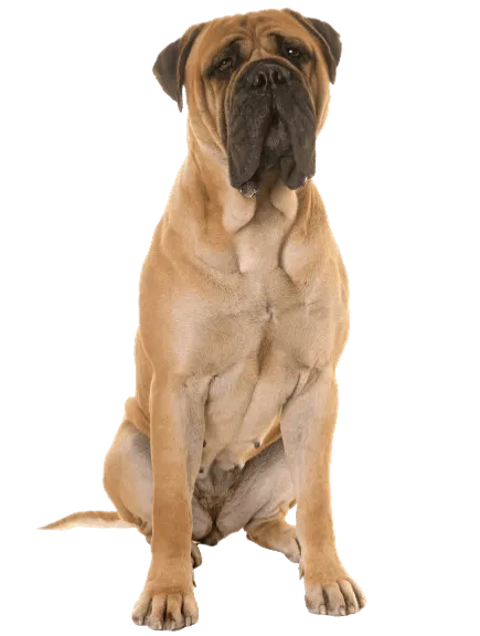 Bullmastiff