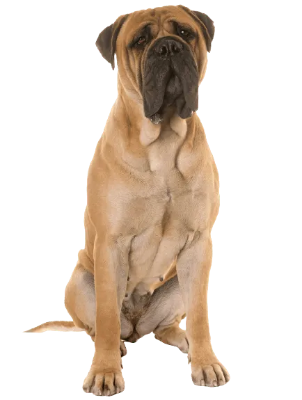 Bullmastiff