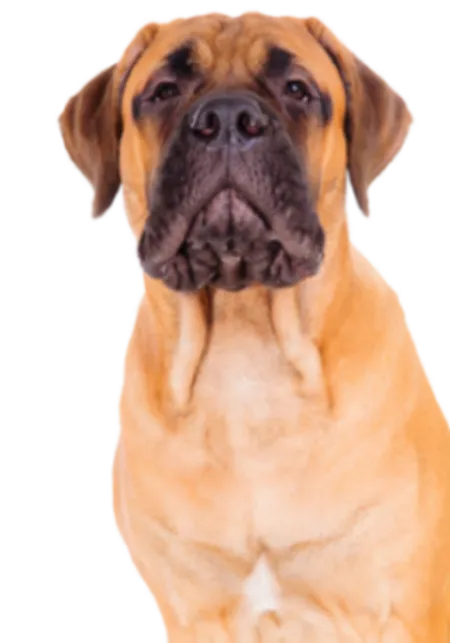 Bullmastiff