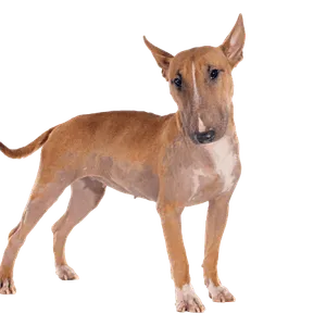 Bull Terrier (1)