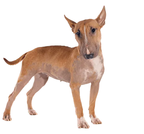 Bull Terrier (1)
