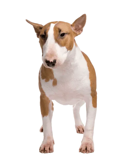 Bull Terrier (4)