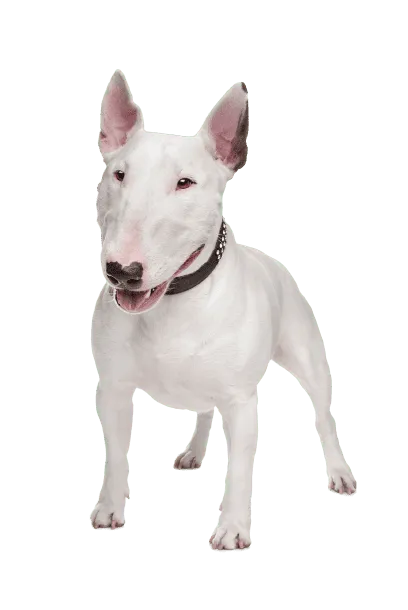 Bull Terrier (5)