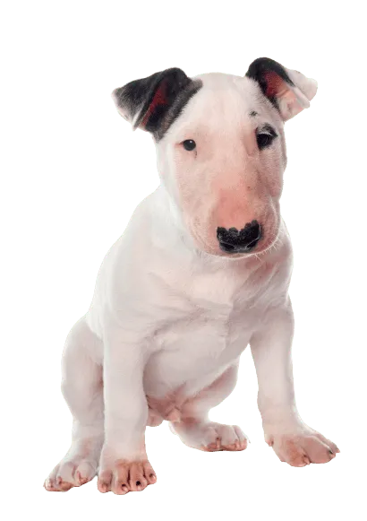 Bull Terrier (3)