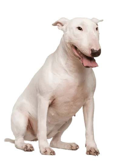 Bull Terrier (2)