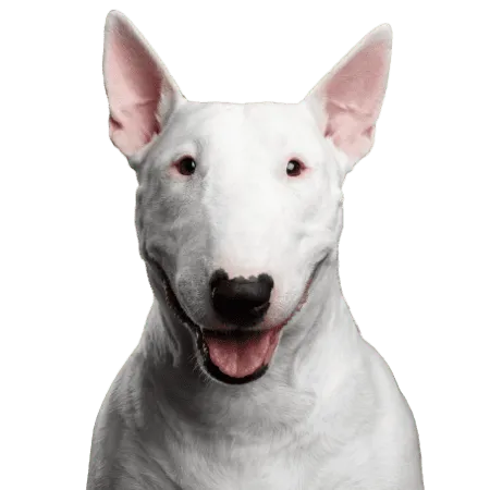 Bullterrier