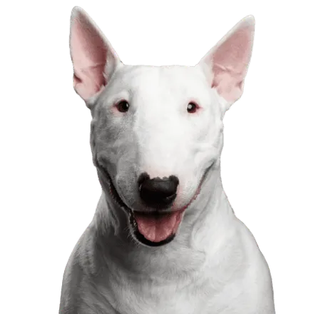 Bullterrier