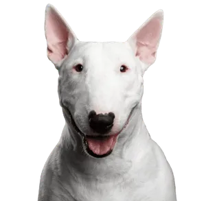 Bullterrier