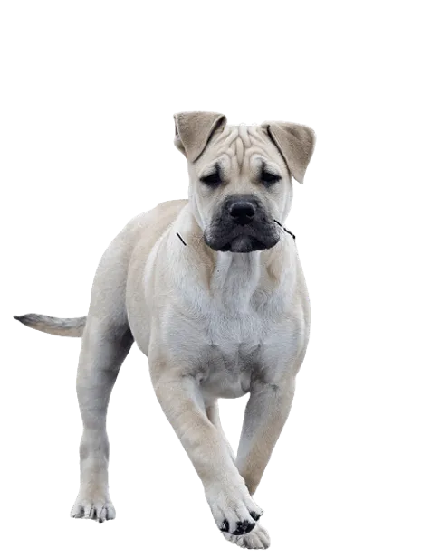 Ca de Bou puppy