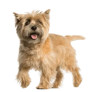 Cairn Terrier - Wurfmeldungen