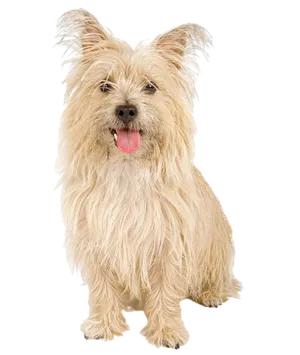 Cairn Terrier