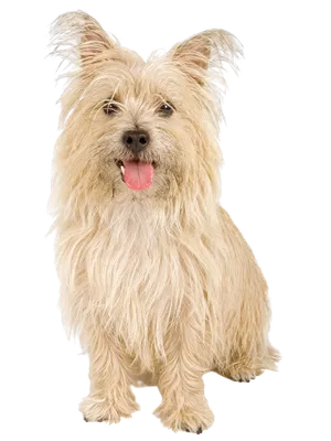 Cairn Terrier