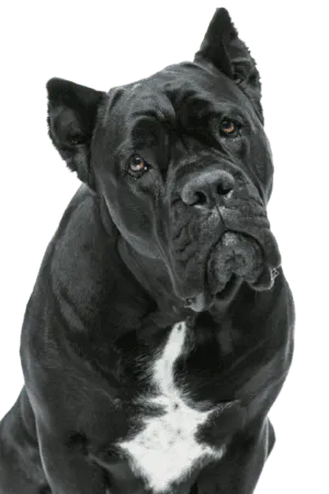 Cane Corso Italiano