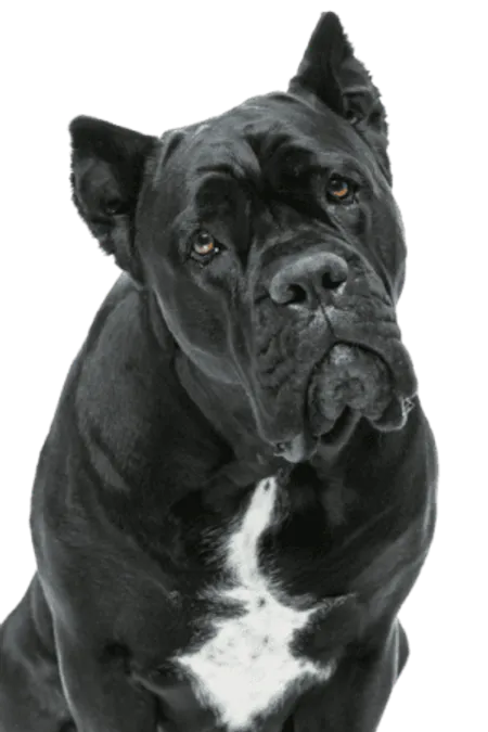 Cane Corso Italiano