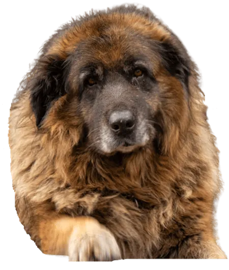Cão da Serra da Estrela