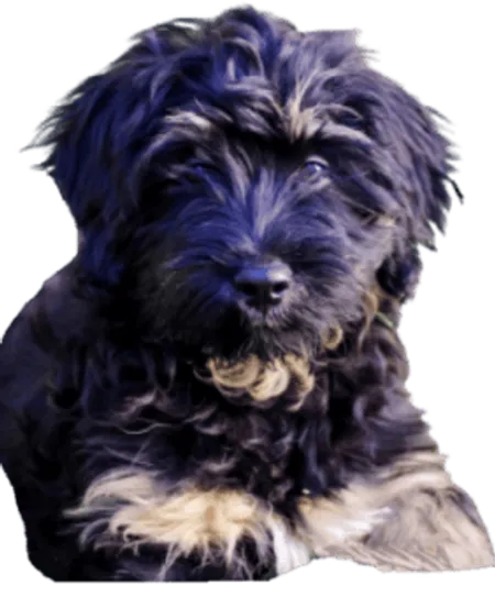 Cão da Serra de Aires