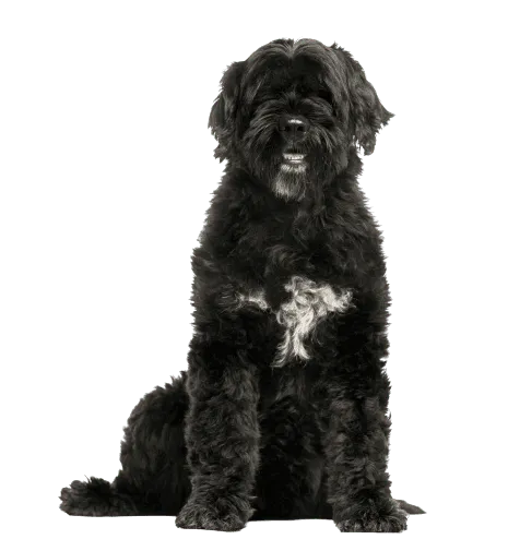 Cão de Água Português (3)