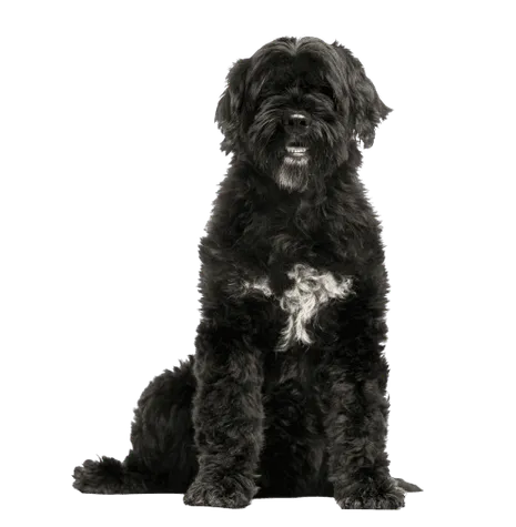 Cão de Água Português (3)