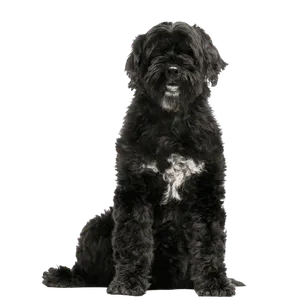 Cão de Água Português (3)