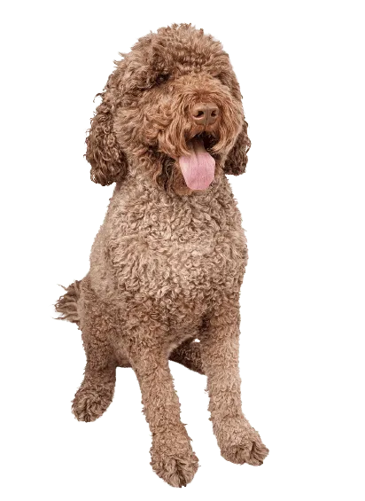 Cão de Água Português (5)