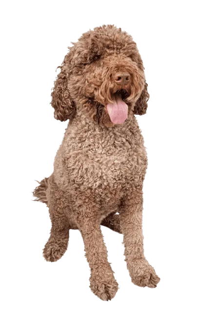 Cão de Água Português (5)