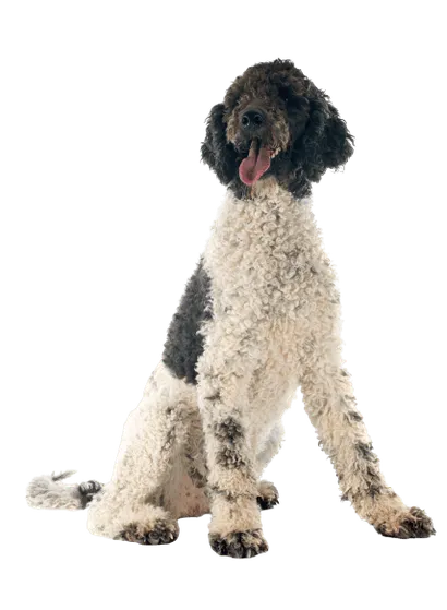 Cão de Água Português (4)