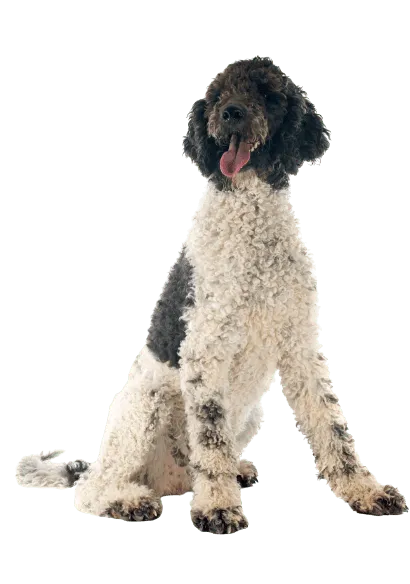 Cão de Água Português (4)