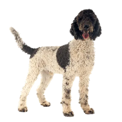 Cão de Água Português (1)