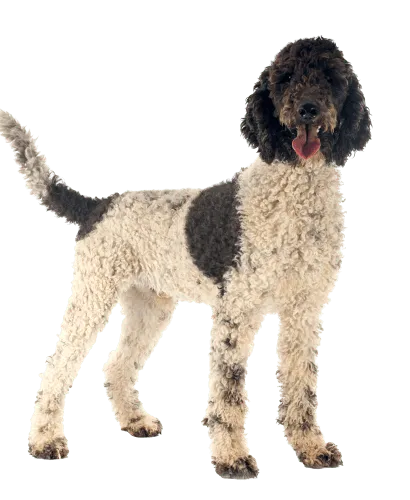 Cão de Água Português (1)