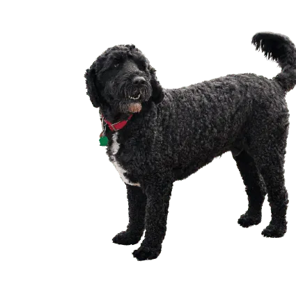 Cão de Água Português (2)